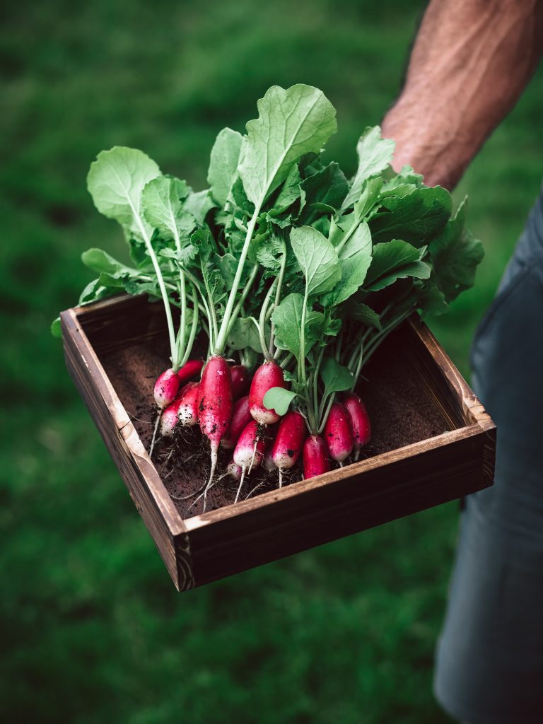 A farmer holding a box of fresh radishes.