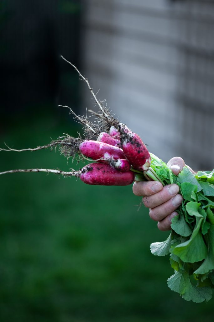 a hand holding a bunch of french radishes just pulled from the soil.