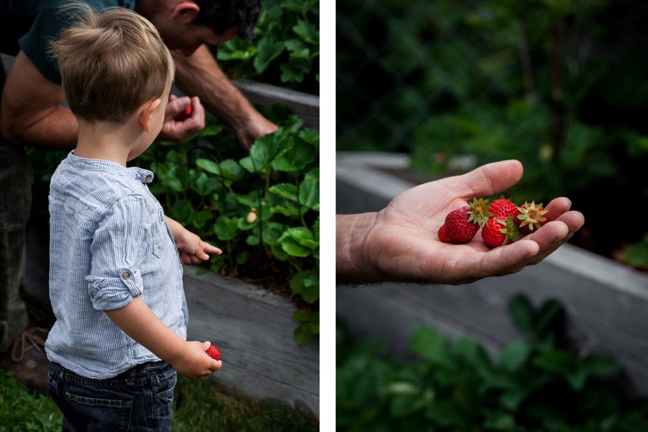 LEFT: a boy pointing at a strawberry patch. RIGHT: a hand holding fresh picked strawberries.